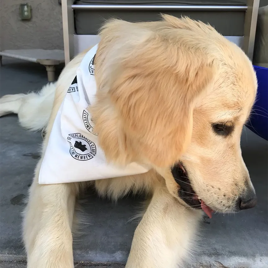 Dog Bandanas