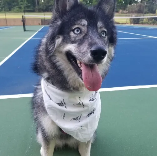 Dog Bandanas